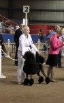 the 1st  show in Canada, owned, groomed , handled by Piia Oranen
